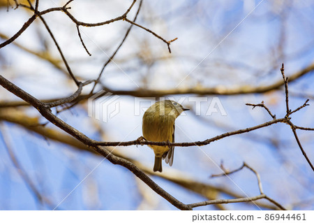 Close up shot of Ruby-crowned kinglet bird Close up shot of Ruby-crowned kinglet bird 86944461