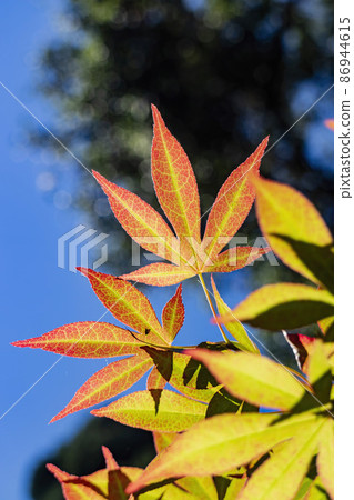 Close up shot of maple leaves 86944615