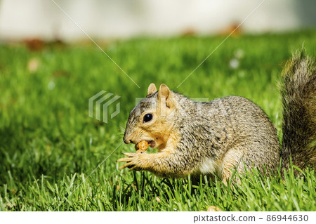 Close up shot of a Cute squirrel eating food on ground 86944630