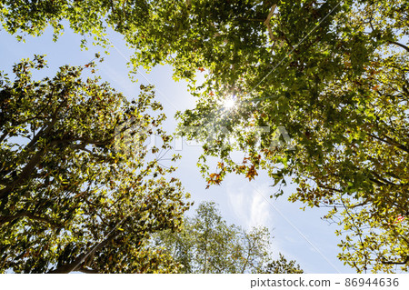 Looking up maple tree landscape 86944636