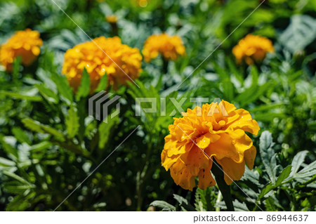 Close up shot of Tagetes erecta blossom 86944637
