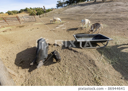 Beautiful farm landscapes in Solvang, California 86944641