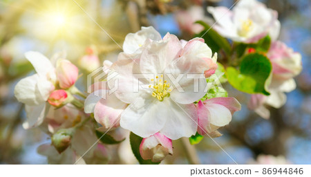 Flowers of an apple-tree against the blue sky and bright sun. Wide photo. Flowers of an apple-tree against the blue sky and bright sun. Wide photo. 86944846