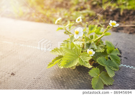Wild strawberry in blossom on an organic farm field patch covered with agrotextile (fabric mulch mat) at sunset, selective focus. Wild strawberry in blossom on an organic farm field patch covered with agrotextile (fabric mulch mat) at sunset, selective focus. 86945694