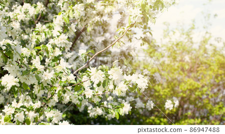 White flowers garden background White flowers garden background 86947488