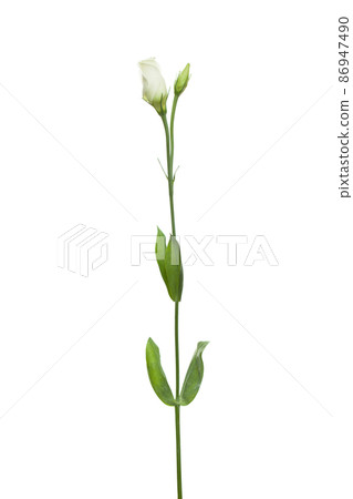 Beautiful white lisianthus flower isolated on white background Beautiful white lisianthus flower isolated on white background 86947490