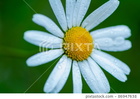 Close-up of a daisy Close-up of a daisy 86947638