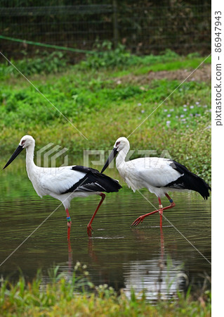 From Stork Town Park 86947943