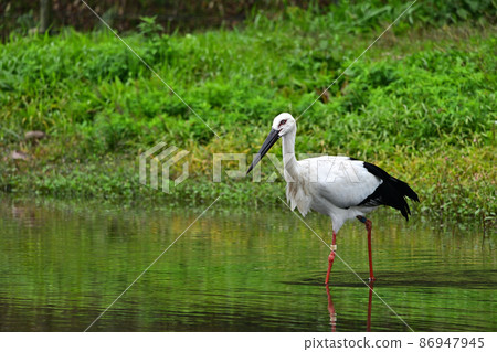 From Stork Town Park 86947945