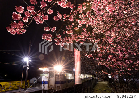 Nichinan Kan No. 1 cherry blossoms that bloom dark pink flowers that sing white-eyes at Kitago Station on the JR Kyushu Local Line, which runs in Kitago Town, Nichinan City, Miyazaki Prefecture. 86948227