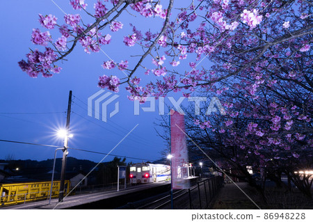 Nichinan Kan No. 1 cherry blossoms that bloom dark pink flowers that sing white-eyes at Kitago Station on the JR Kyushu Local Line, which runs in Kitago Town, Nichinan City, Miyazaki Prefecture. Nichinan Kan No. 1 cherry blossoms that bloom dark pink flowers that sing white-eyes at Kitago Station on the JR Kyushu Local Line, which runs in Kitago Town, Nichinan City, Miyazaki Prefecture. 86948228