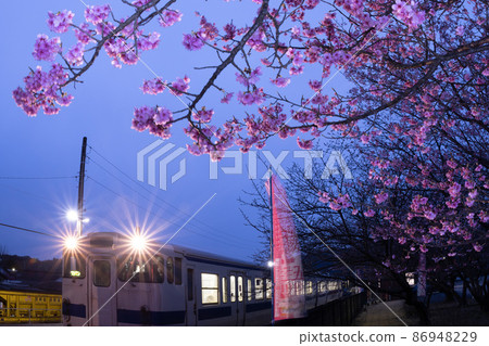 Nichinan Kan No. 1 cherry blossoms that bloom dark pink flowers that sing white-eyes at Kitago Station on the JR Kyushu Local Line, which runs in Kitago Town, Nichinan City, Miyazaki Prefecture. 86948229