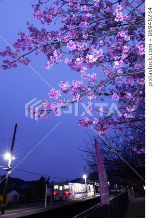 Nichinan Kan No. 1 cherry blossoms that bloom dark pink flowers that sing white-eyes at Kitago Station on the JR Kyushu Local Line, which runs in Kitago Town, Nichinan City, Miyazaki Prefecture. 86948234