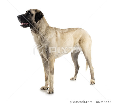 Kangal Shepherd Dog 86948532