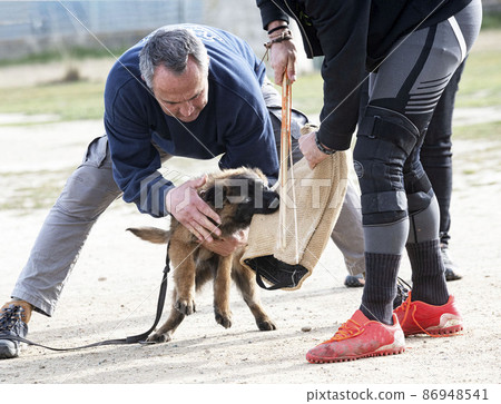 training of belgian shepherd training of belgian shepherd 86948541
