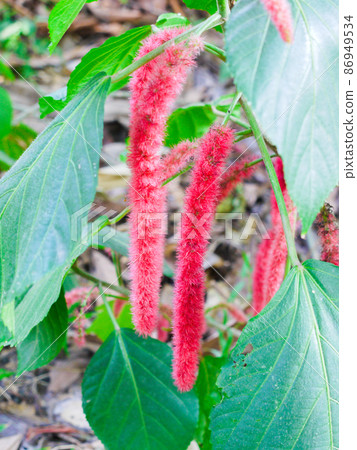 Acalypha hispida blooming in a botanical garden on the outskirts of Vientiane, Laos Acalypha hispida blooming in a botanical garden on the outskirts of Vientiane, Laos 86949534