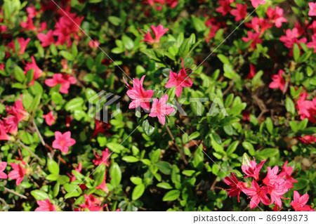 霧島杜鵑花 5 紅 86949873