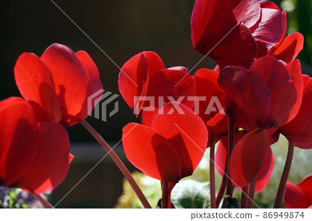 有紅色花瓣的仙客來花 86949874