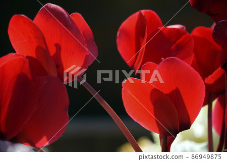 有紅色花瓣的仙客來花 86949875