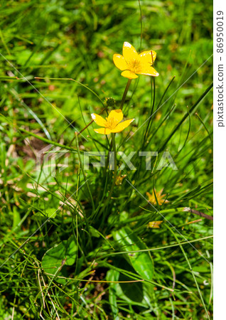 Ranunculus brotherusii, a genus Ranunculus, which blooms on a mountain pass in Henan, Qinghai Province, China Ranunculus brotherusii, a genus Ranunculus, which blooms on a mountain pass in Henan, Qinghai Province, China 86950019