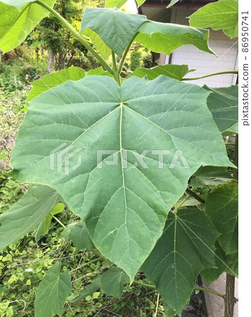 Large-grown paulownia leaves 86950741