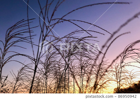 Purple sky and pampas grass 86950942
