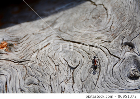 Tochigi Prefecture Senjogahara ants Tochigi Prefecture Senjogahara ants 86951372