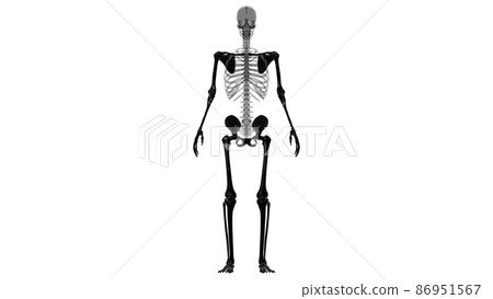 Human Skeleton Appendicular Skeleton Anatomy 3D Human Skeleton Appendicular Skeleton Anatomy 3D 86951567