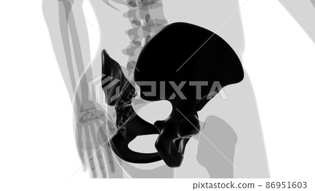 Human Skeleton Hip or Pelvic bone Anatomy For Medical Concept Human Skeleton Hip or Pelvic bone Anatomy For Medical Concept 86951603