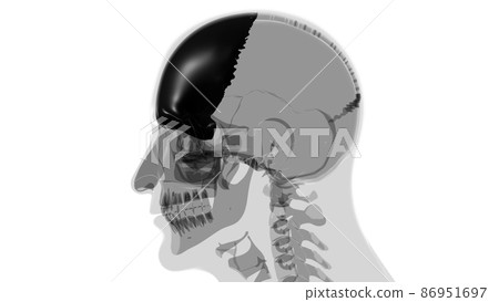 Human Skeleton Skull Frontal Bone Anatomy For Medical Concept Human Skeleton Skull Frontal Bone Anatomy For Medical Concept 86951697