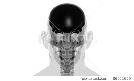 Human Skeleton Skull Frontal Bone Anatomy For Medical Concept Human Skeleton Skull Frontal Bone Anatomy For Medical Concept 86951699