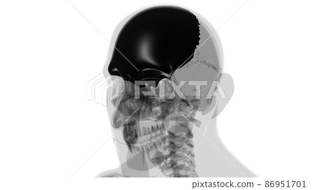 Human Skeleton Skull Frontal Bone Anatomy For Medical Concept Human Skeleton Skull Frontal Bone Anatomy For Medical Concept 86951701