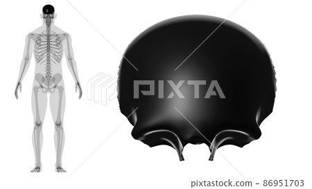 Human Skeleton Skull Frontal Bone Anatomy For Medical Concept Human Skeleton Skull Frontal Bone Anatomy For Medical Concept 86951703