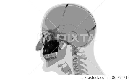 Human Skeleton Skull Maxillal Bone Anatomy For...-插圖素材 [86951714] - PIXTA圖庫
