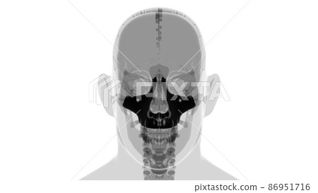 Human Skeleton Skull Maxillal Bone Anatomy For Medical Concept Human Skeleton Skull Maxillal Bone Anatomy For Medical Concept 86951716
