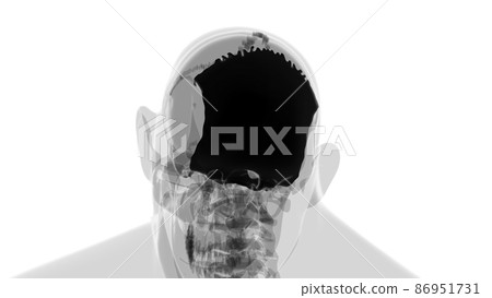 Human Skeleton Skull Occipital Bone Anatomy For Medical Concept Human Skeleton Skull Occipital Bone Anatomy For Medical Concept 86951731