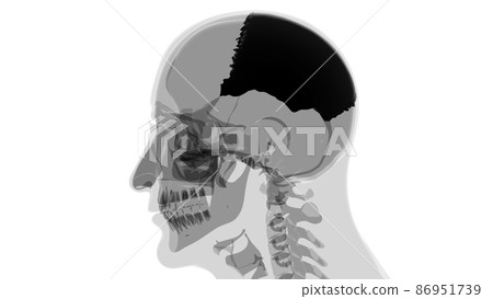 Human Skeleton Skull Parietal Bone Anatomy For Medical Concept Human Skeleton Skull Parietal Bone Anatomy For Medical Concept 86951739