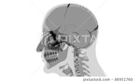 Human Skeleton Skull Zygomatic Bone Anatomy For Medical Concept Human Skeleton Skull Zygomatic Bone Anatomy For Medical Concept 86951760