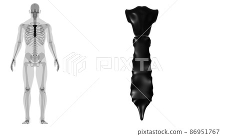 Human Skeleton Sternum Bone Anatomy For Medical Concept 86951767