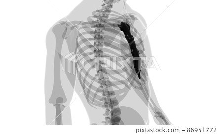 Human Skeleton Sternum Bone Anatomy For Medical Concept Human Skeleton Sternum Bone Anatomy For Medical Concept 86951772