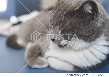 前往福岡縣貓島愛之島的渡輪 新宮渡輪碼頭 愛之島渡輪 新宮等候區 流浪貓 86952208