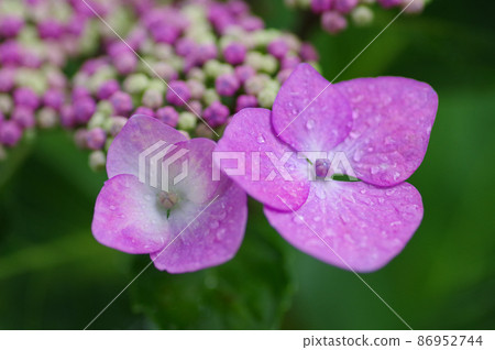  Pink hydrangea 86952744