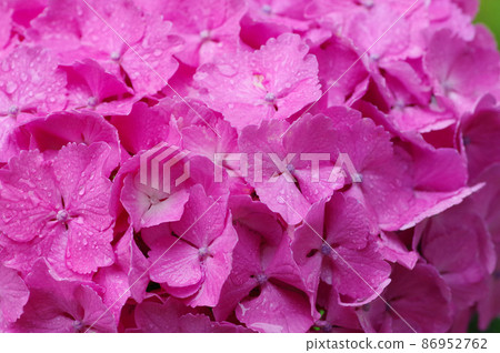  Pink hydrangea 86952762
