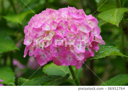  Pink hydrangea 86952764