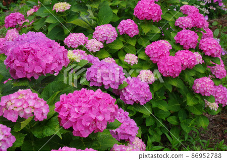  Pink hydrangea 86952788