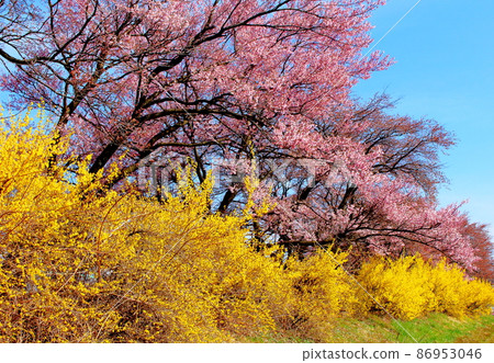 美麗的櫻花，伊那櫻花，花草編織的彩紙 86953046