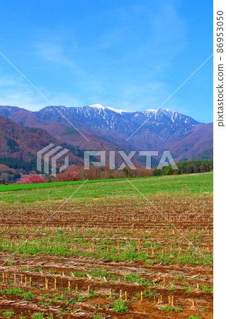 Beautiful cherry blossoms, Ina cherry blossoms, colored paper woven by flowers and plants Beautiful cherry blossoms, Ina cherry blossoms, colored paper woven by flowers and plants 86953050