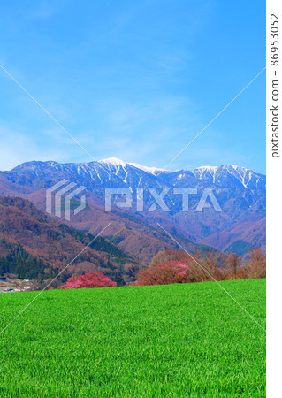 美麗的櫻花,伊那櫻花,花草編織的彩紙 美麗的櫻花,伊那櫻花,花草編織的彩紙 86953052