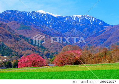 Beautiful cherry blossoms, Ina cherry blossoms, colored paper woven by flowers and plants Beautiful cherry blossoms, Ina cherry blossoms, colored paper woven by flowers and plants 86953057