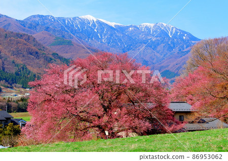 Beautiful cherry blossoms, Ina cherry blossoms, colored paper woven by flowers and plants Beautiful cherry blossoms, Ina cherry blossoms, colored paper woven by flowers and plants 86953062